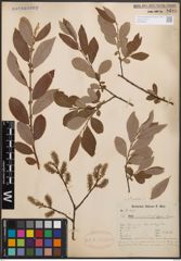 Foto von Salix cinerea L.